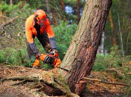 Trusted Montrose, CO Tree Services Experts