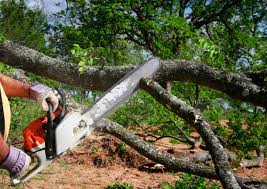 How Our Tree Care Process Works  in  Montrose, CO